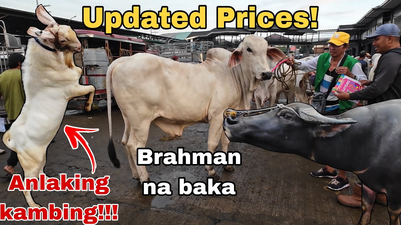 Updated Prices! Presyo ng Baka, Kambing at Kalabaw ngayong 2025