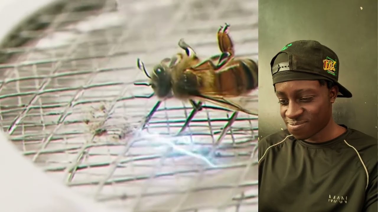 CHIP - PEST CONTROL (REACTION) | STRYDO