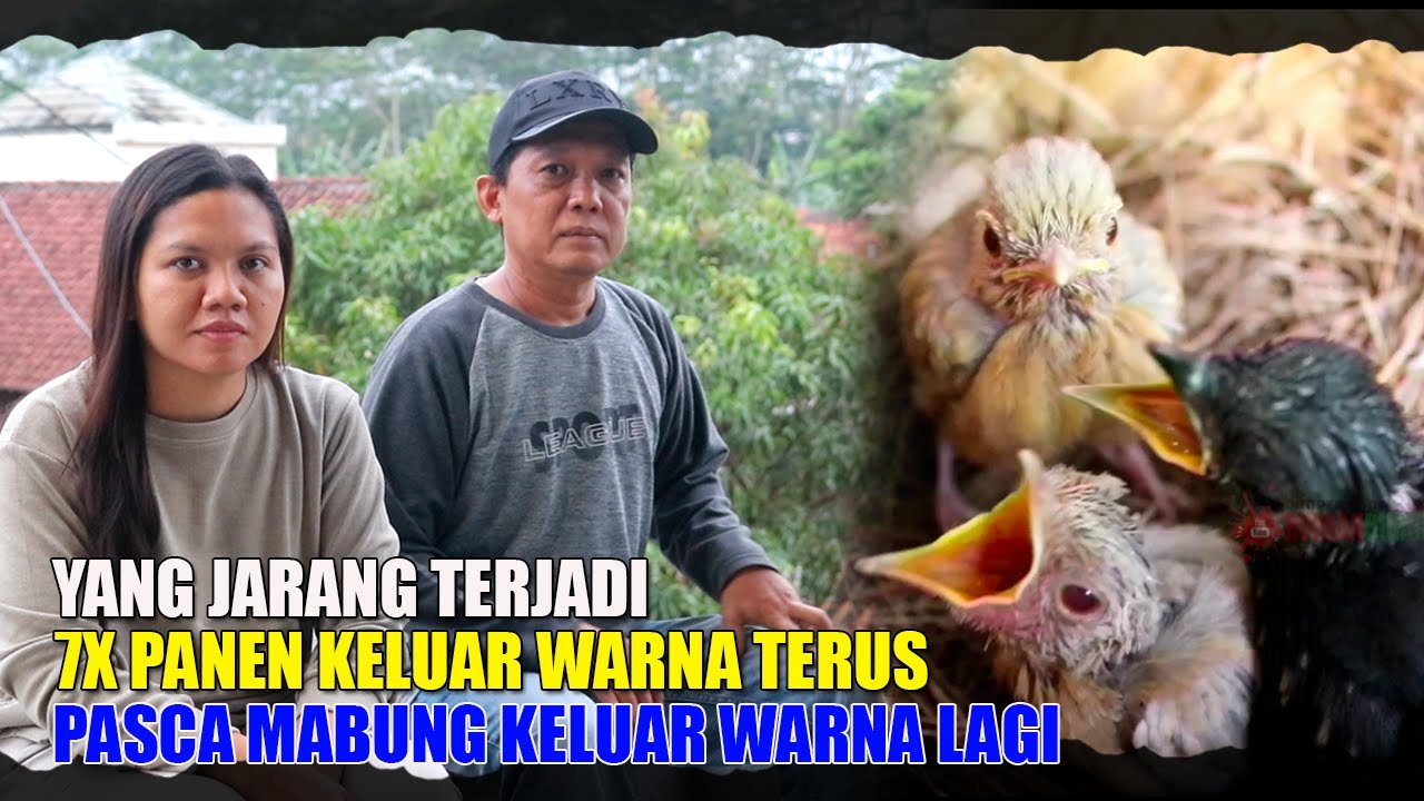 JARANG TERJADI MURAI BATU TIADA HENTI KELUARKAN ANAKAN WARNA - INI BUKAN JACKPOT TAPI CETAK