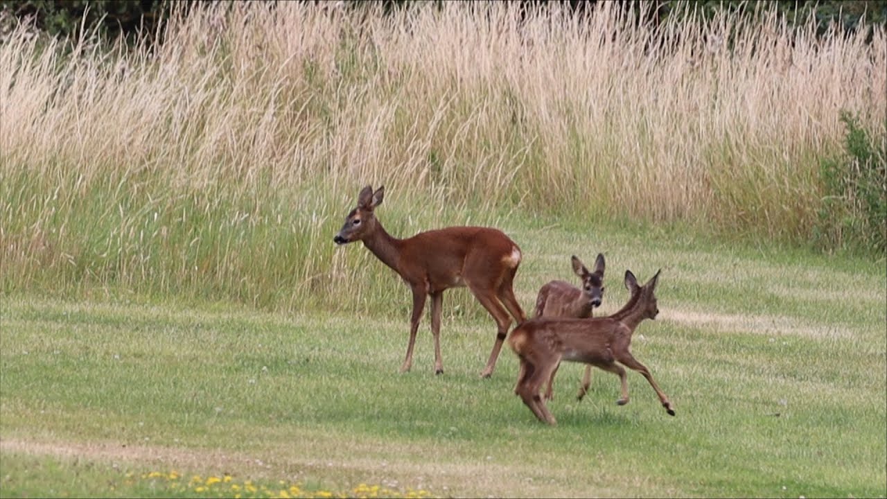 2 Bambi Roe Deer fawns playing with mum