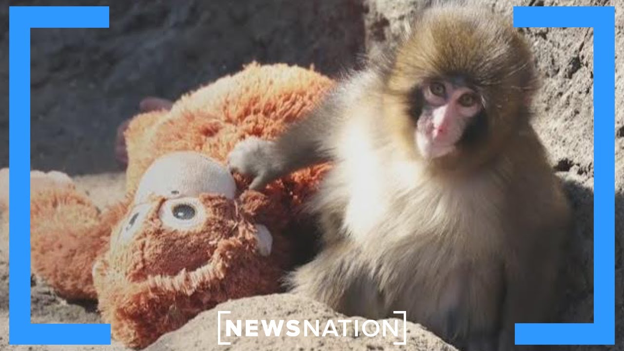How Punch the monkey became viral sensation | Jesse Weber Live