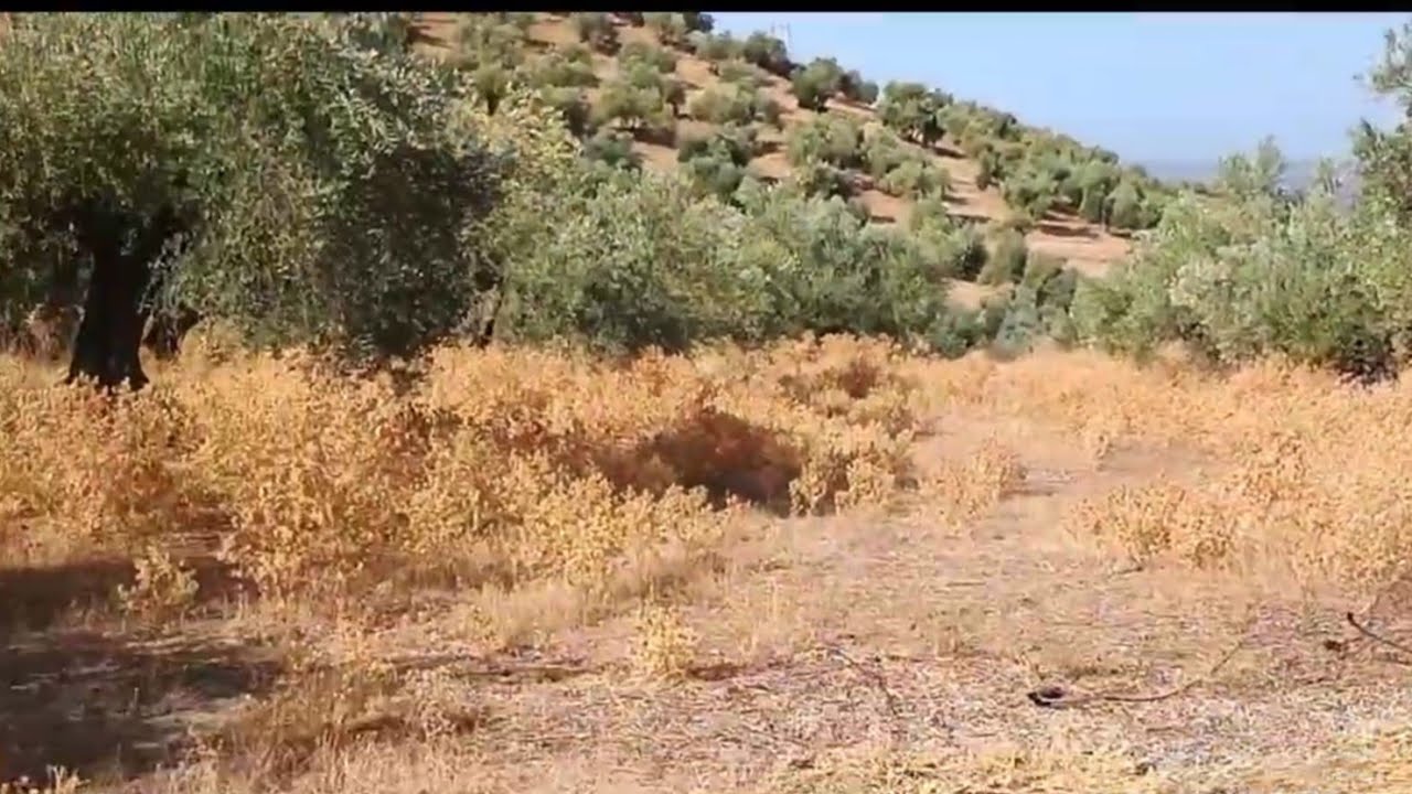Olivares abandonados, así se va a ver gran parte del olivar tradicional.