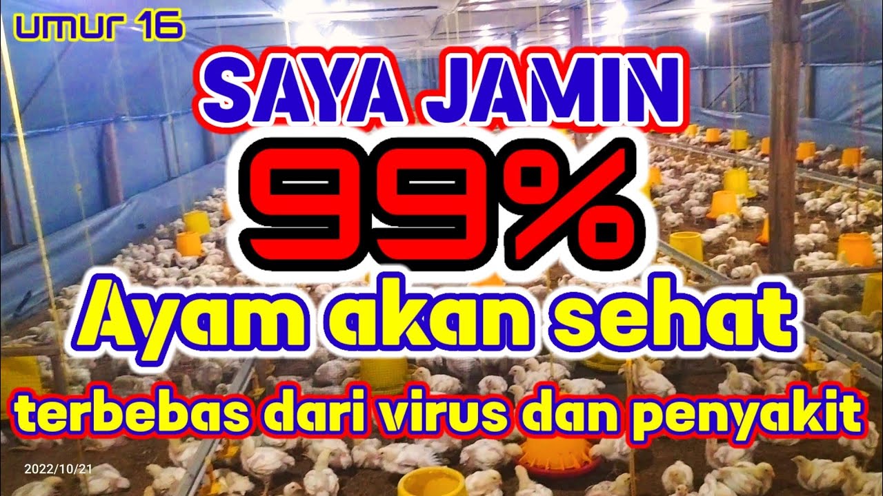 AGAR AYAM TUMBUH OPTIMAL PERKETAT DESINFEKTAN KANDANG//ayam 16 hari