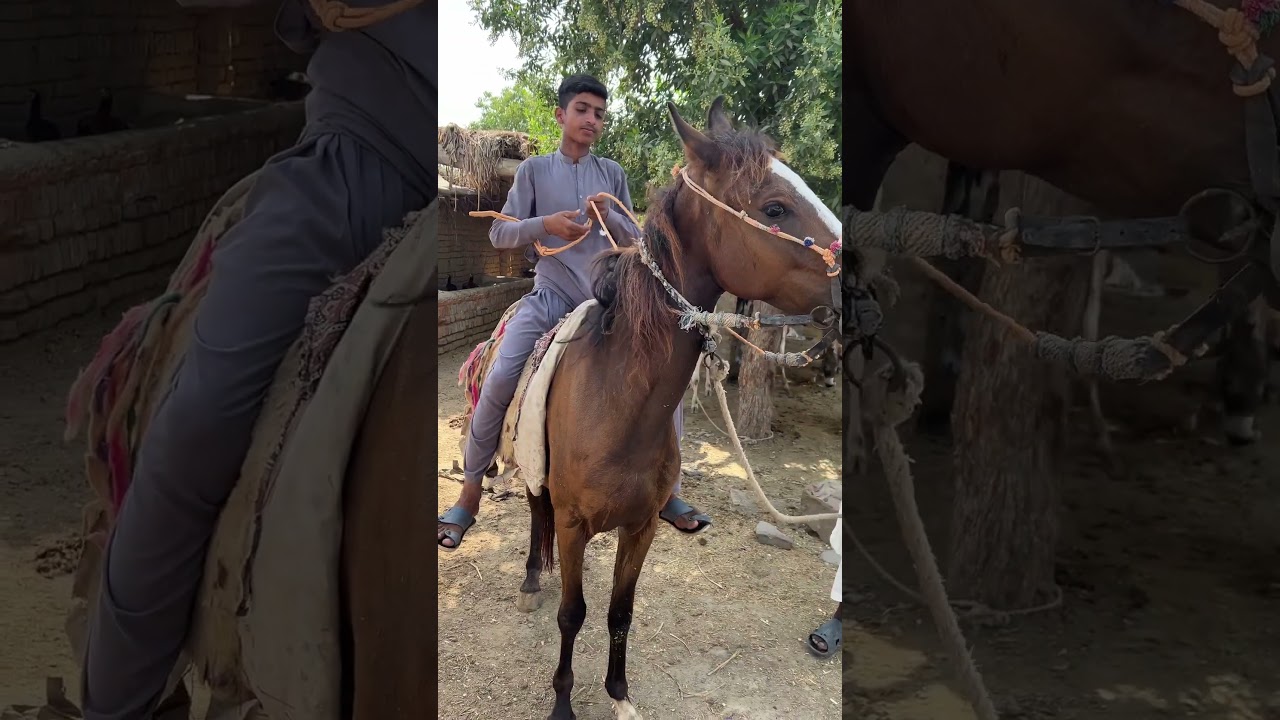 horse Riding❤️😍 