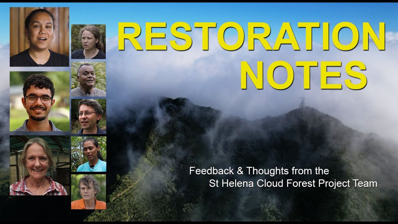 Restoration Notes - Feedback & Thoughts from the St Helena Cloud Forest Project