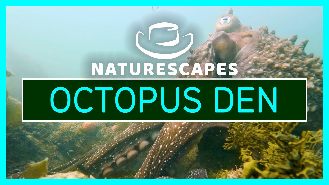 40 MIN 4K Underwater Exploration 🐙 Soothing Ocean Sounds & Octopus from New Zealand