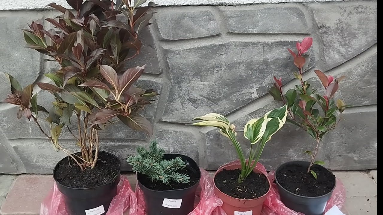 Розпаковка з описом і одразу посадка цікавих для мене рослин🌳 Приєднуйтесь 😊