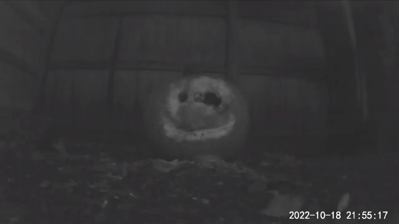 Adventures With Kevbo: Backyard Livestream
