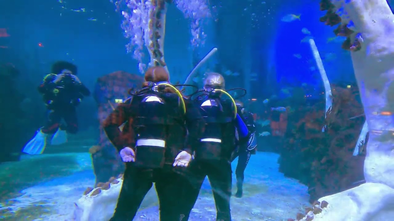 Bear Grylls  Adventure Shark Dive Experience