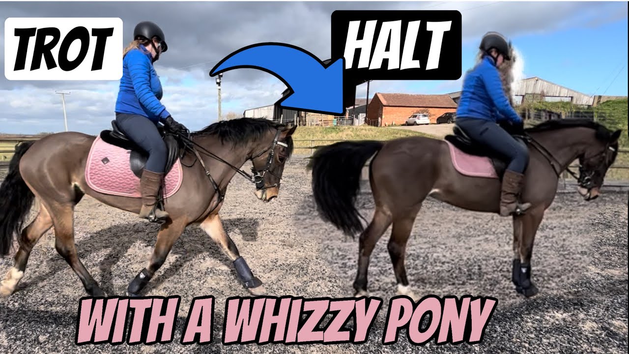 LEARNING TROT TO HALT WITH A WHIZZY PONY| Whizzywelsh insights