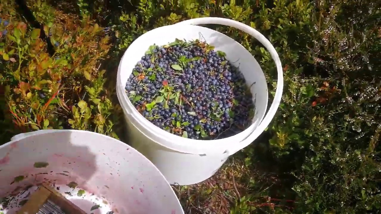 DES TONNES DE MYRTILLES !