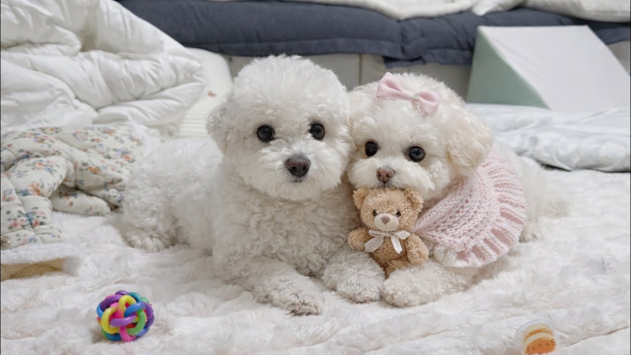 아무것도 안 하는 강아지… 근데 왜 계속 보게 되지?