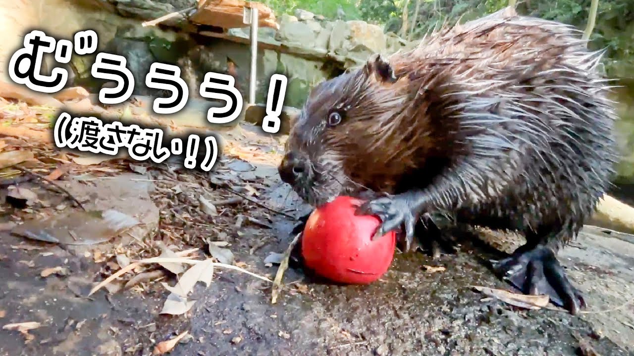 ビーバーが本当に美味しい時に出す鳴き声はコチラ