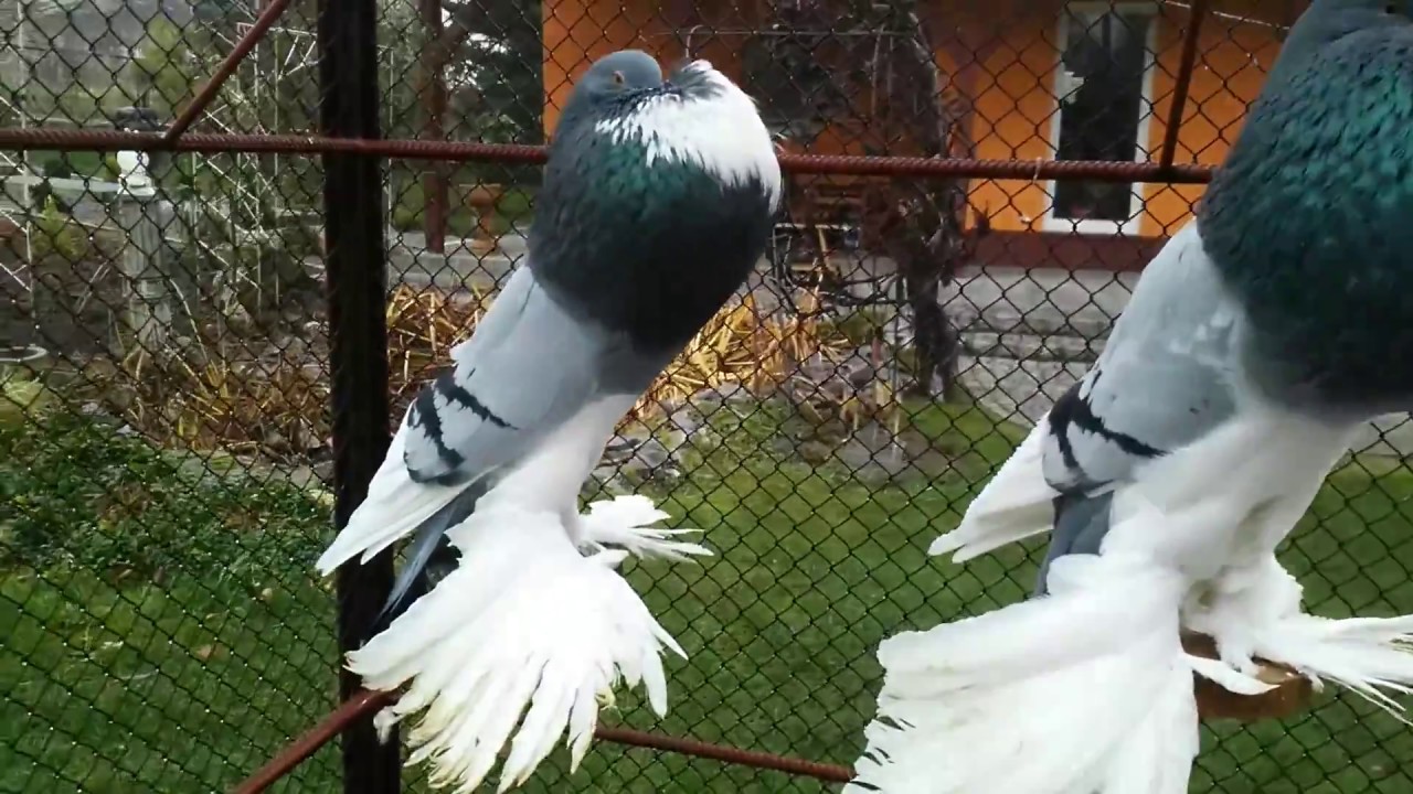 Garłacze pomorskie, Pomeranian pouter, Pommersche kröpfer Romana Siweckiego 812221217