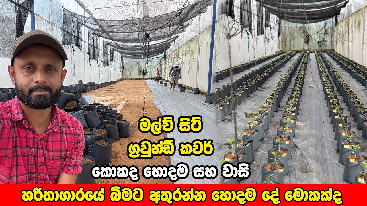 හරිතාගාරයේ බිම ආවරණයට මල්ච් එකද හොද ග්‍රවුන්ඩ් කවර් එකද හොද #smartagri ‍| 076 980 8008