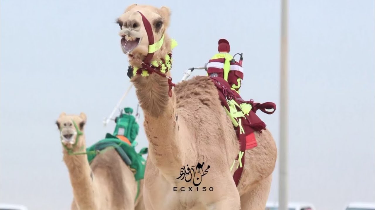 الهدار : طالب خالد طالب الشريم المري
