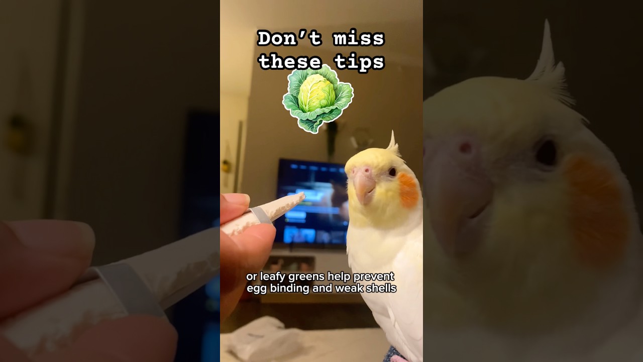 Cockatiel Egg-Laying Care | Top Tips Every Bird Owner Must Know #birds #pets #egglaying #birdhealth
