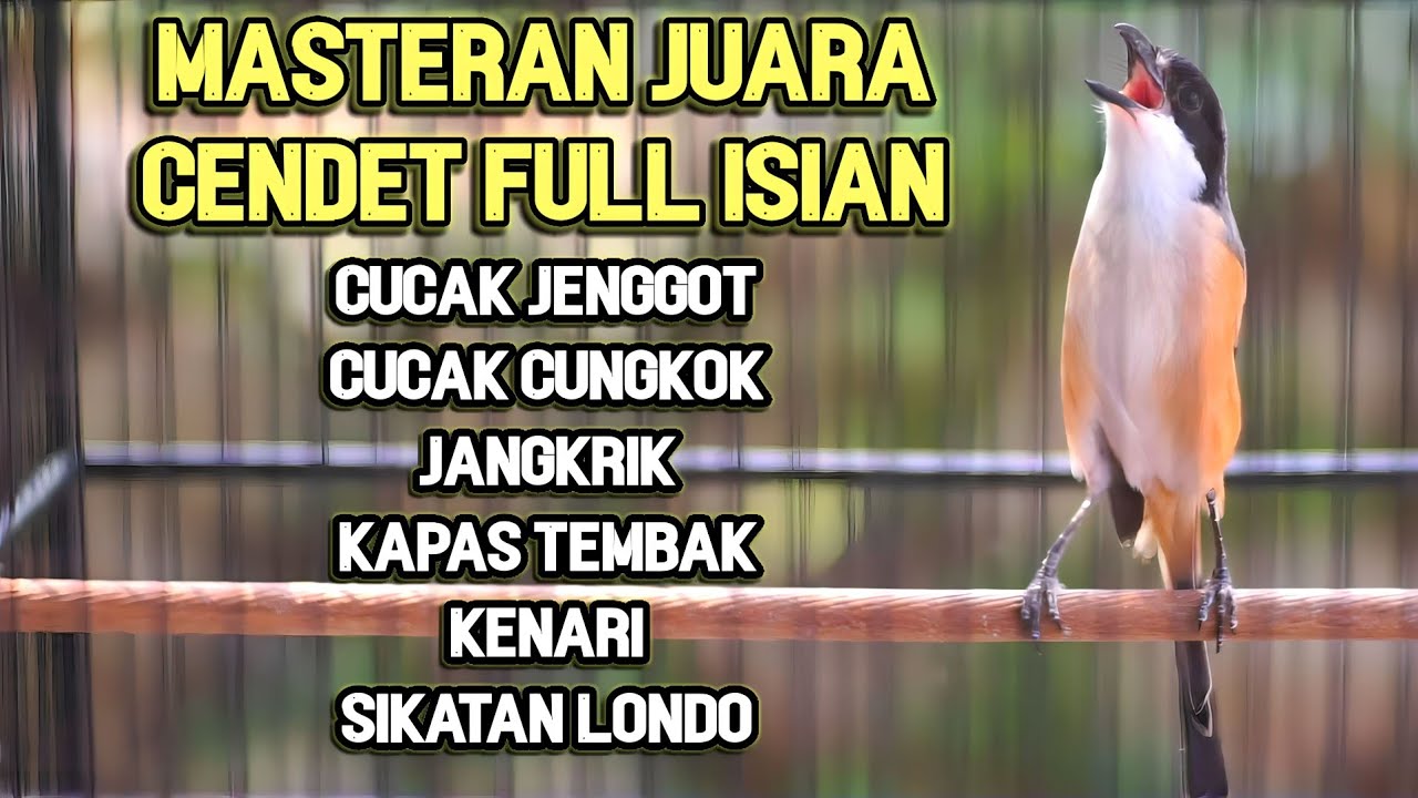 MASTERAN CENDET GACOR MATERI PANJANG FULL TEMBAKAN KERAS 100% AMPUH!!!