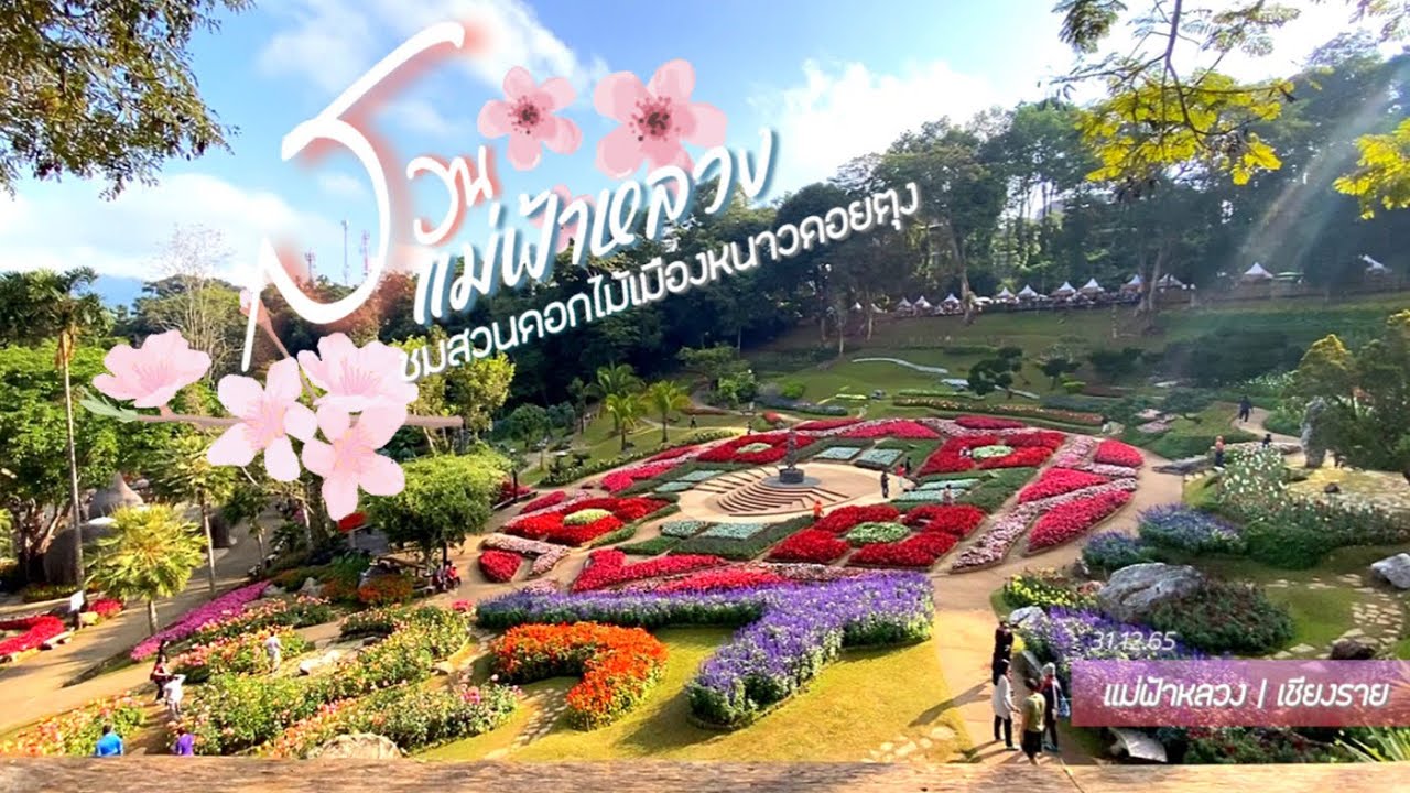 สวนแม่ฟ้าหลวง - สีสันแห่งดอยตุง ปี9 #ดอยตุง #เชียงราย #travel #flowers