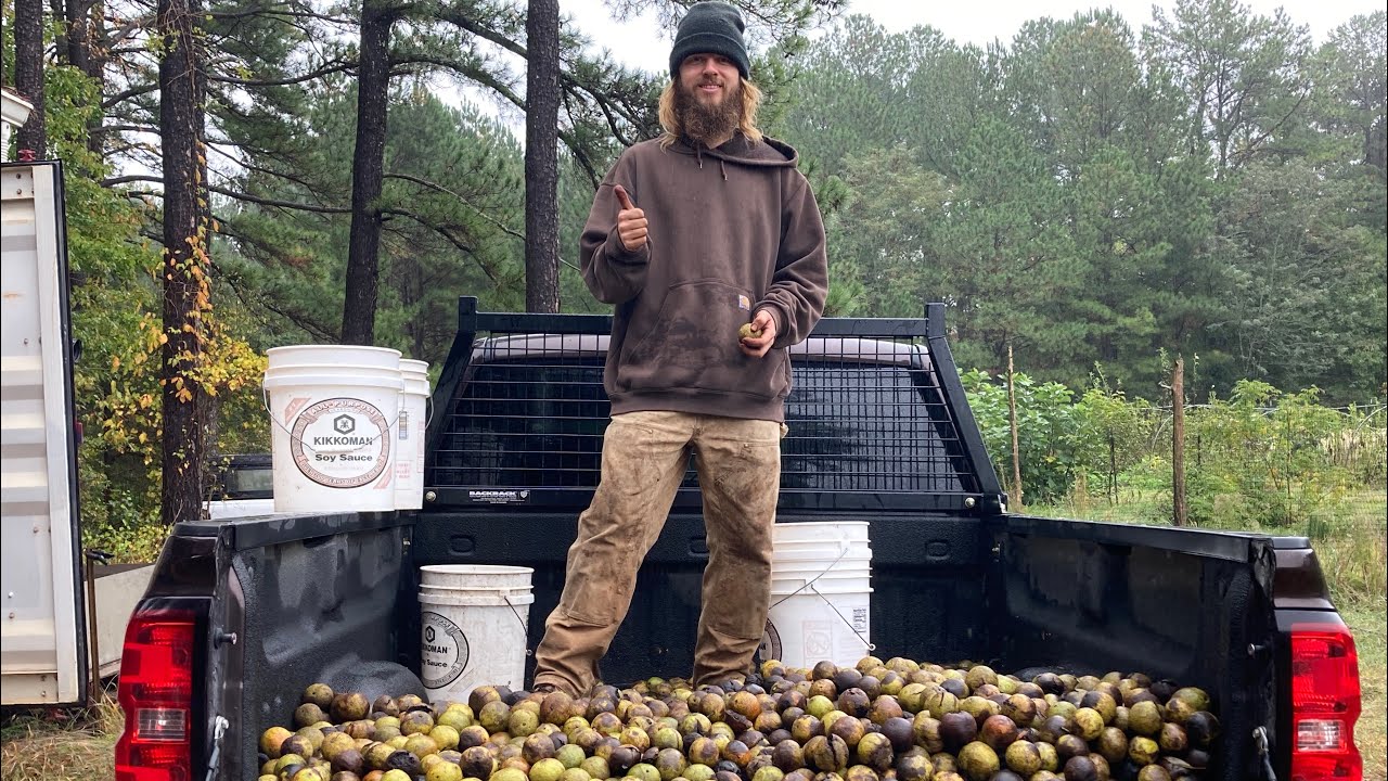 Black walnut processing 2023