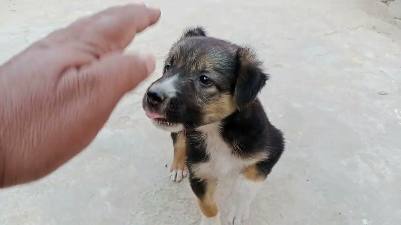 My Female Dog Jackie ll 15 Days Old