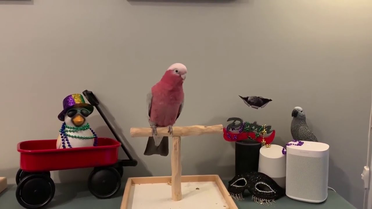 Karışık  papağan videosu.  En çok beğenilen Sevimli  papağanlar.  Fun parrots