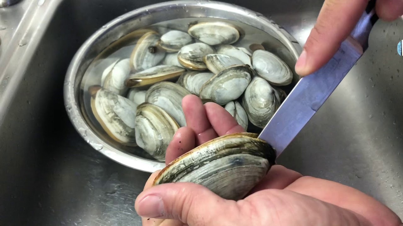 Shucking and cleaning the sand out of fresh Long Island steamer/soft shell clams