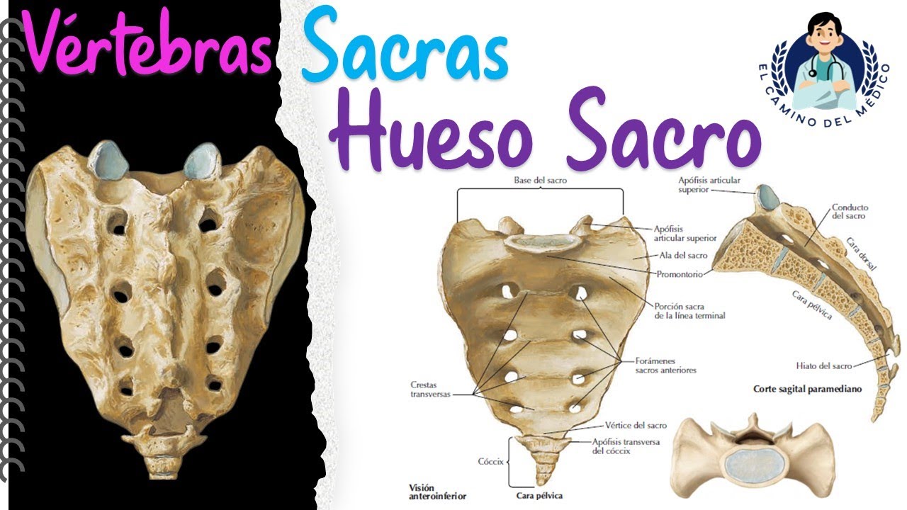 Hueso Sacro - V&eacute;rtebras sacras