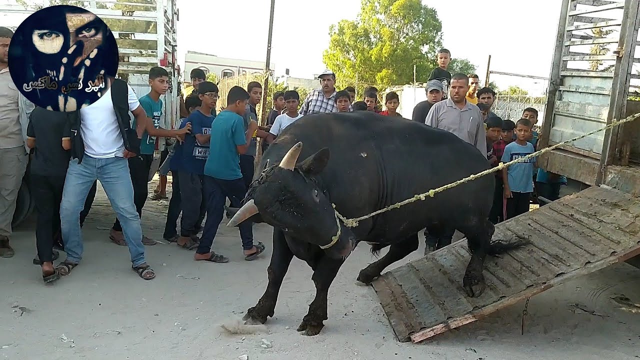 شاهد أجواء العيد في سوق الأربعاء الأبقار والعجول🐄 🐂 لن تمل من المشاهدة💯