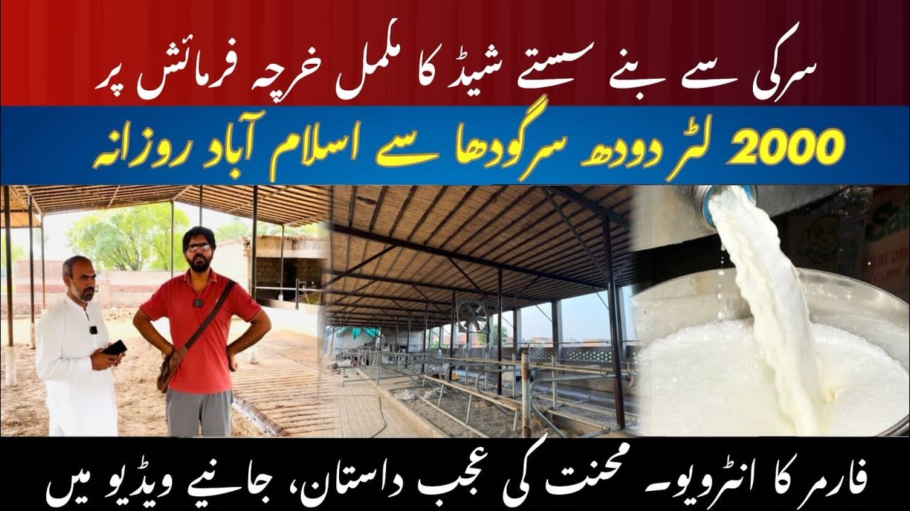 Sirki k shed ka mukammal kharcha I cheap dairy shed II Milk sale and millions profit I Dr. MUZZAMMIL
