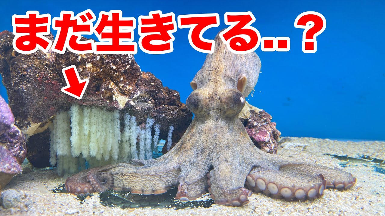 鮮魚店で売れ残っていた食用のタコが卵を産んだ姿がヤバすぎた...！！