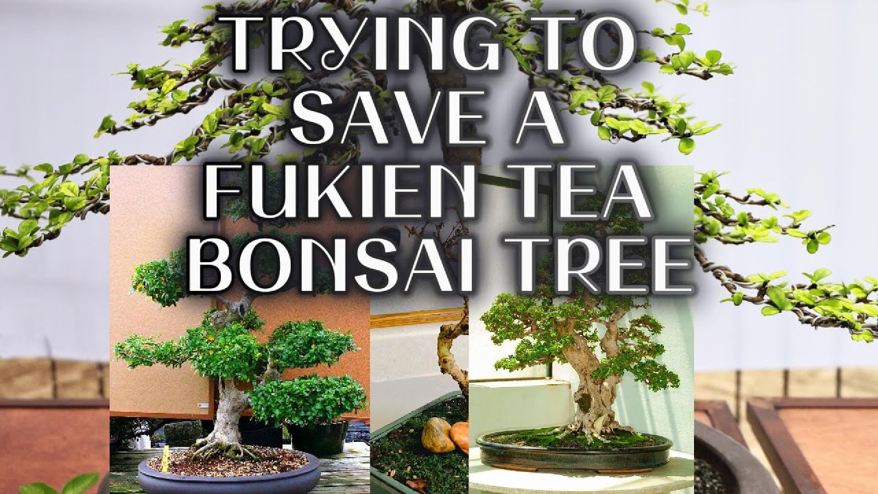 The Fukien Tea Tree Bonsai | Carmona Microphylla (Hopeful Rescue)