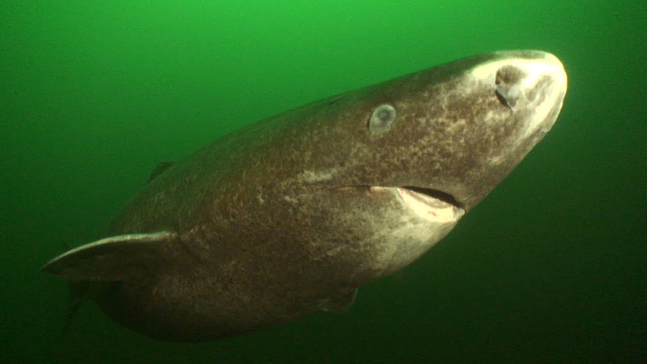 Greenland Sharks | JONATHAN BIRD'S BLUE WORLD