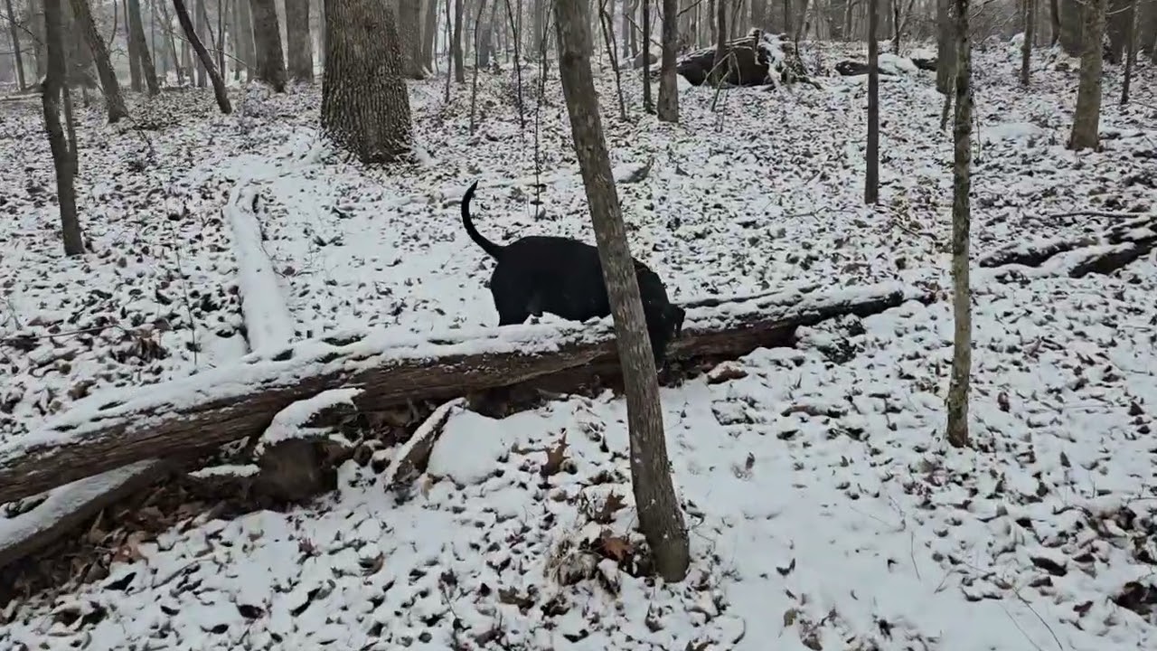 Walter & Winston playing in the snow.