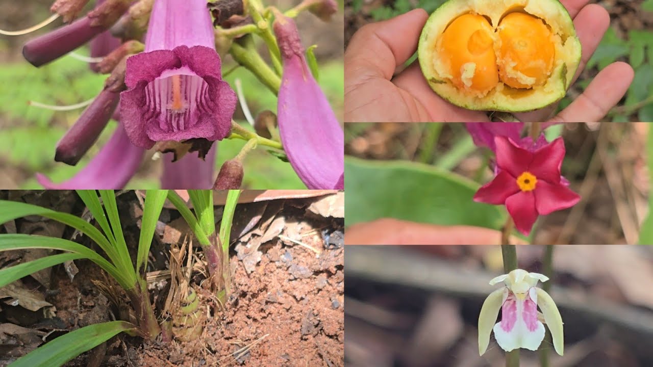 Um passeio no legítimo cerrado goiano, com orquídeas, pequi. E várias outras plantas nativas.