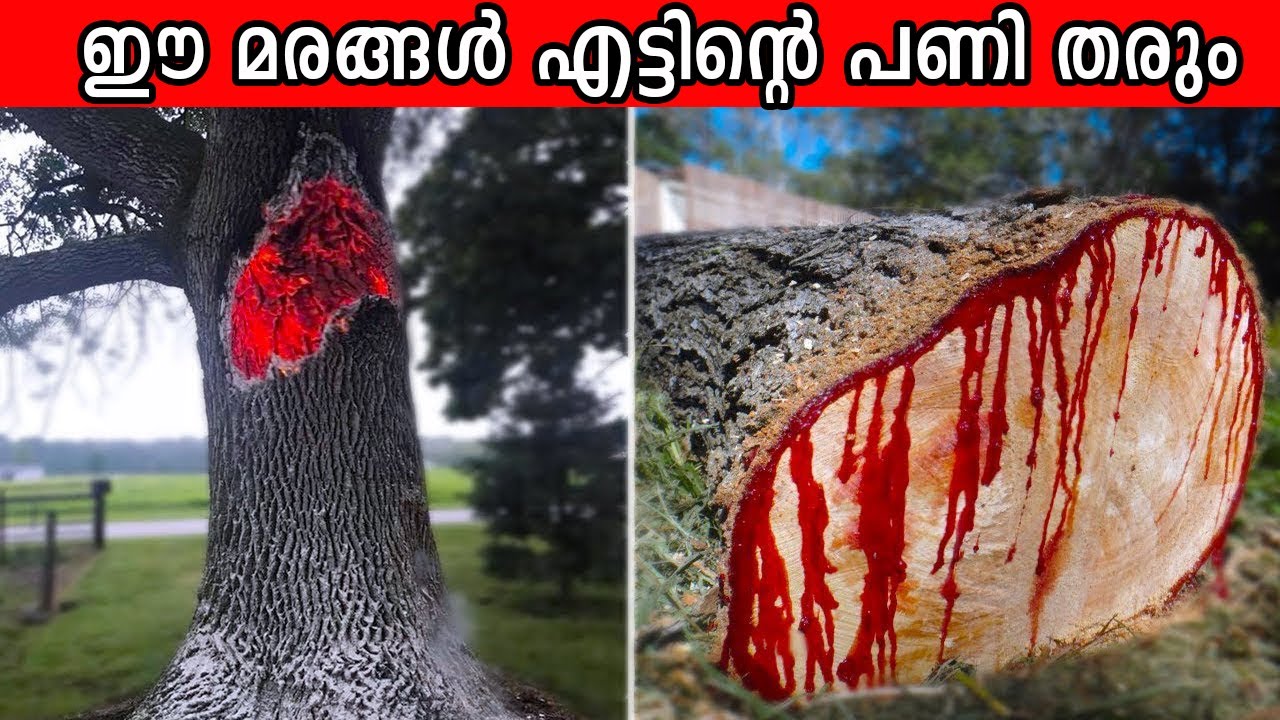 ലോകത്തിലെ ഏറ്റവും അപകടകരമായ മരങ്ങൾ