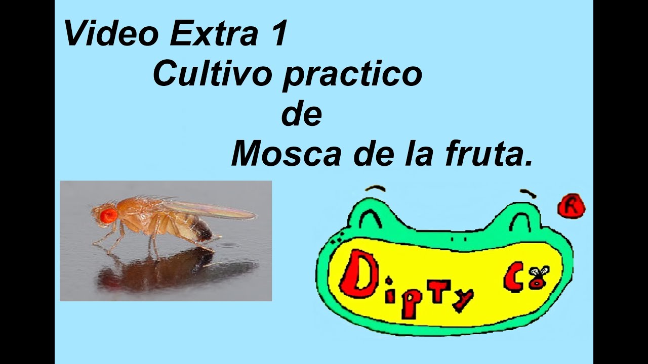 Video Extra 1 Cultivo Practico de Mosca de la Fruta (Drosophila melanogaster)