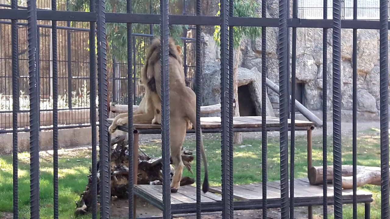 Aslan / Tarsus Hayvanat Bahçesi