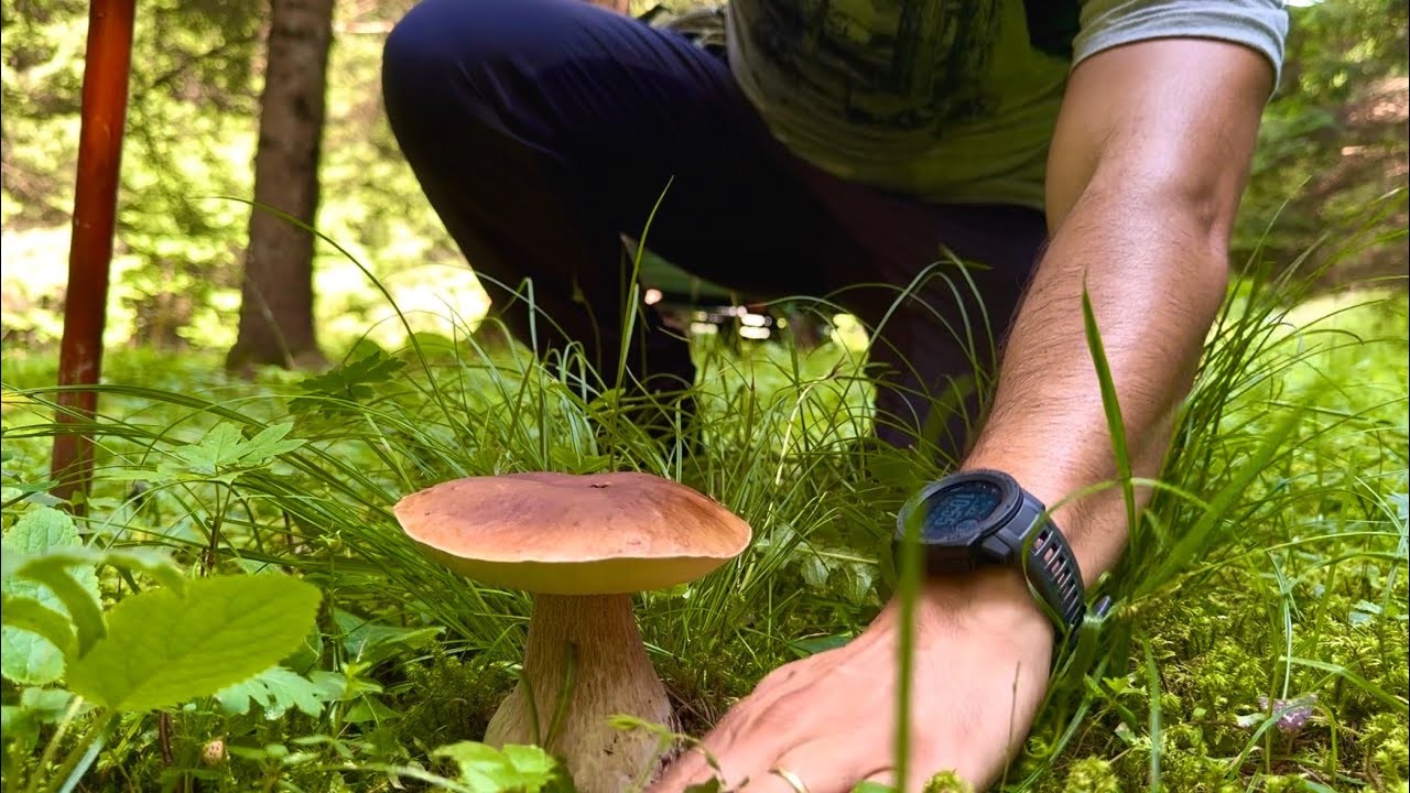 FUNGHI PORCINI - Inizio la stagione in salita ma &egrave; sempre un piacere stare in bosco