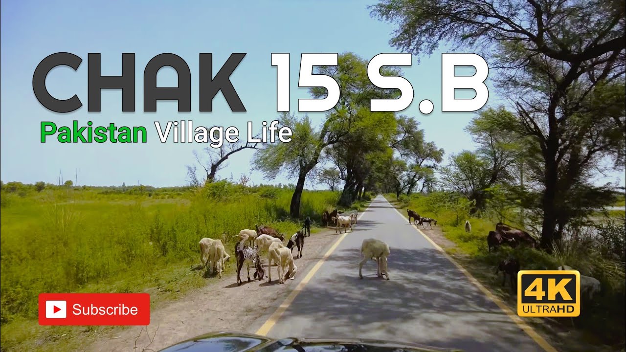 The glimpse of village life in Pakistan. Chak 15 SB Sargodha(My Village).