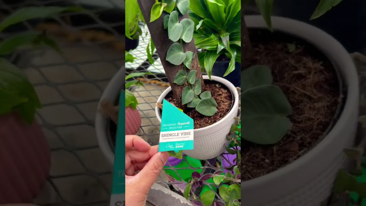 I found this shingle vine on sale 
