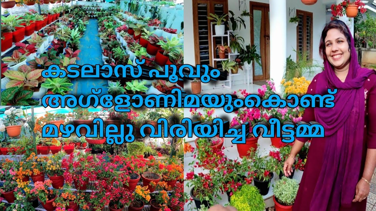 കടലാസ് പൂവും അഗ്‌ളോണിമയും കൊണ്ട് മഴവില്ലു വിരിയിച്ച വീട്ടമ്മ / beautiful home garden tour