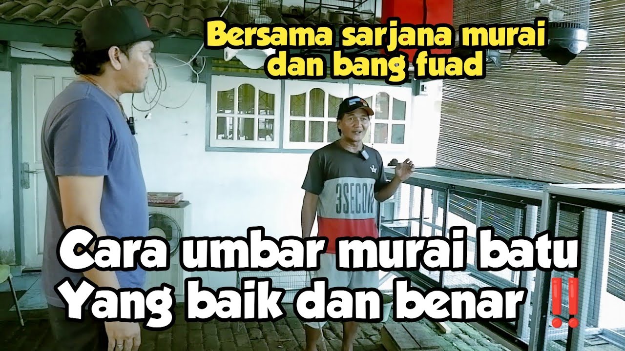 TIPS PENGUMBARAN MURAI BATU ‼️ DAN MANFAAT UMBARAN BUAT MURAI BATU - SARJANA MURAI