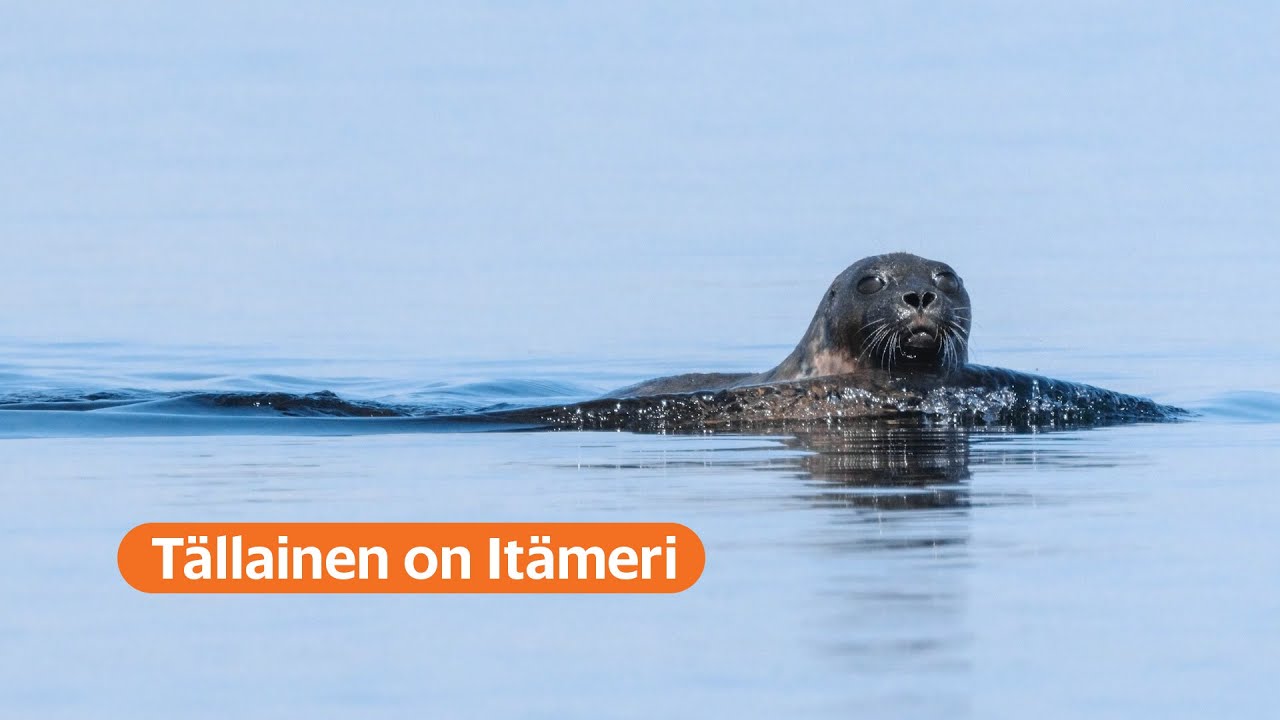 Itämeri on pieni ja ihmeellinen meri