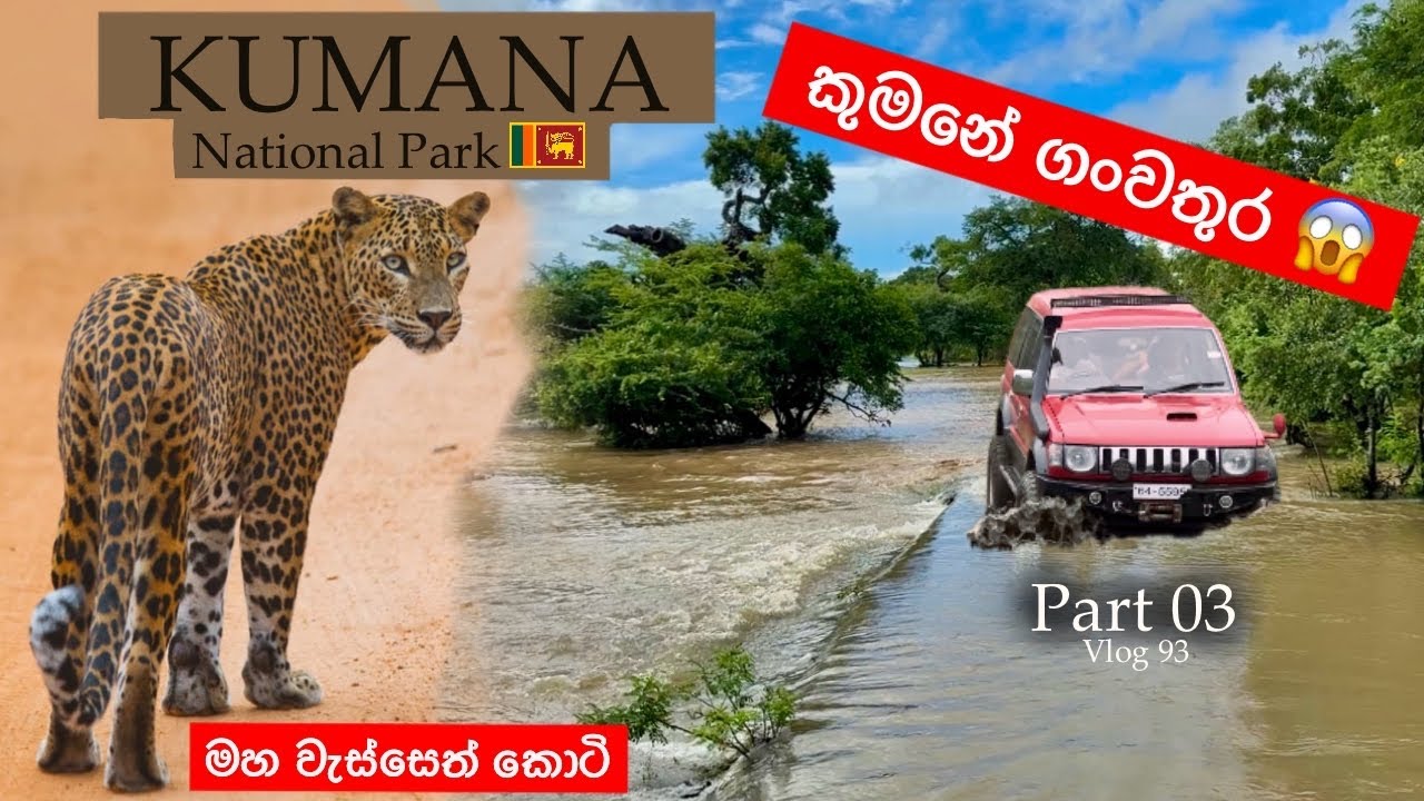 ගංවතුරේ කොටි බලන්න ගියා | කුමන Part 03 😱 Kumana National Park 🌿 Wildlife Safari Sri Lanka 🇱🇰
