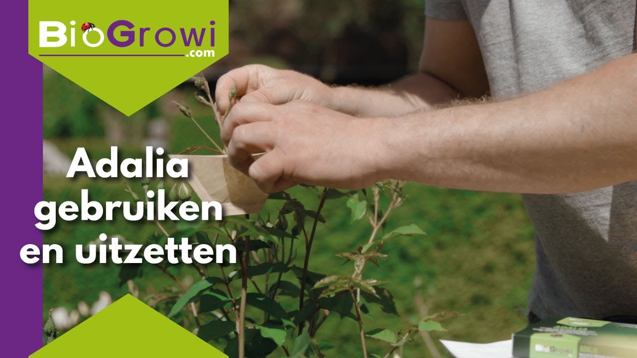 Adalia │ Bladluizen bestrijden met lieveheersbeestjes!