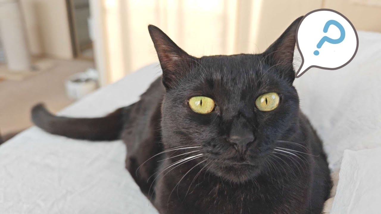 我が家のかわいい愛猫との幸せな日常ですw
