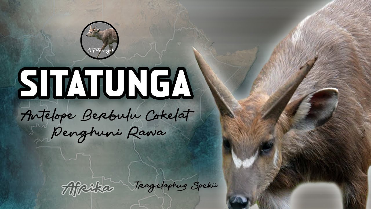 SITATUNGA  | Antelope Berbulu Cokelat Penghuni Rawa #sitatunga #antelope