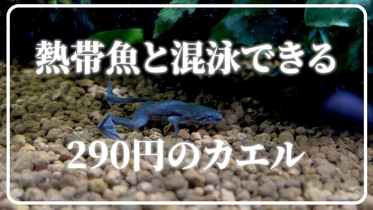 ちっちゃいカエルを熱帯魚水槽に入れました aquarium