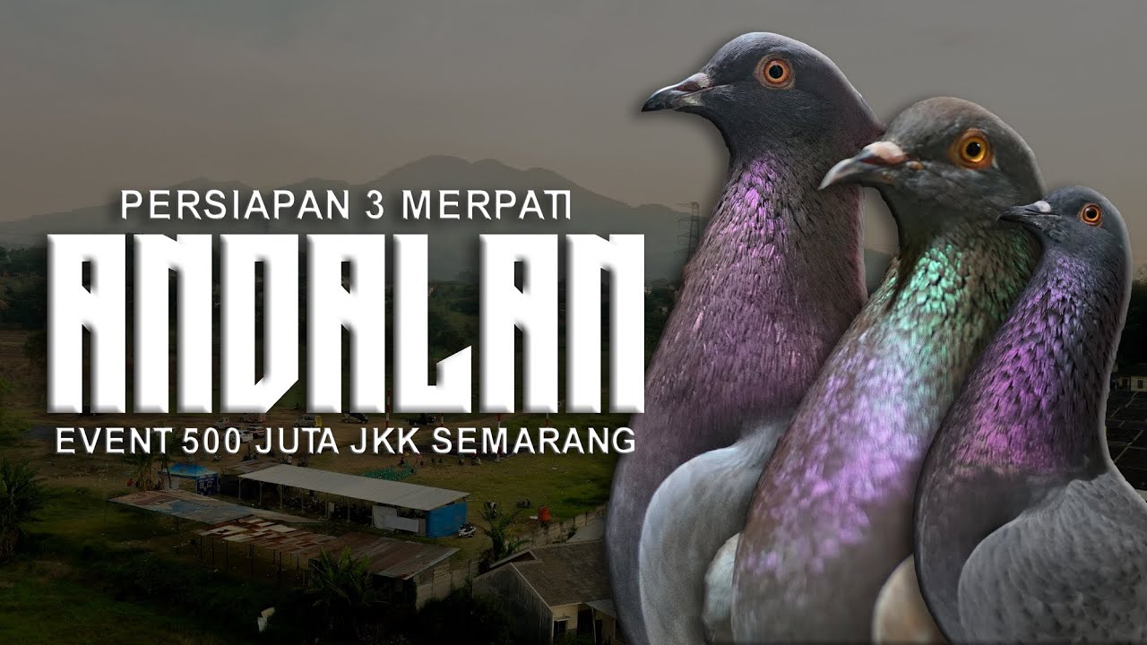 PERSIAPAN 3 MERPATI ANDALAN UNTUK EVENT 500 JUTA DI LAPAK JKK SEMARANG